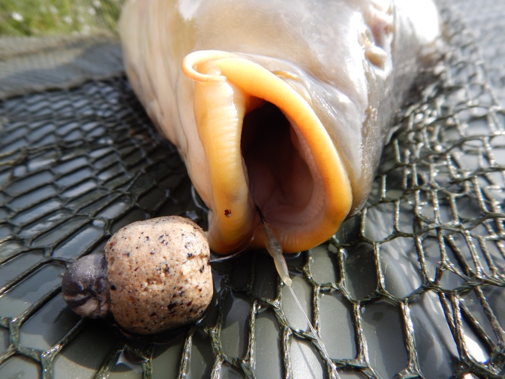 ČR - RYBNÍK PLODOVÝ