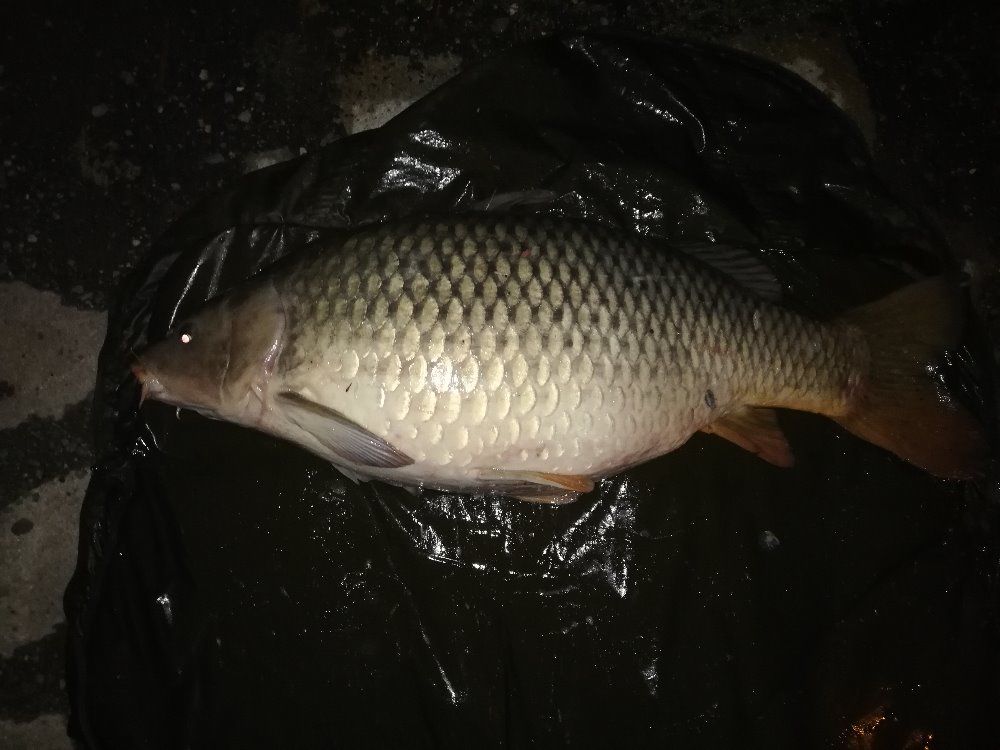 22+ Z LABE