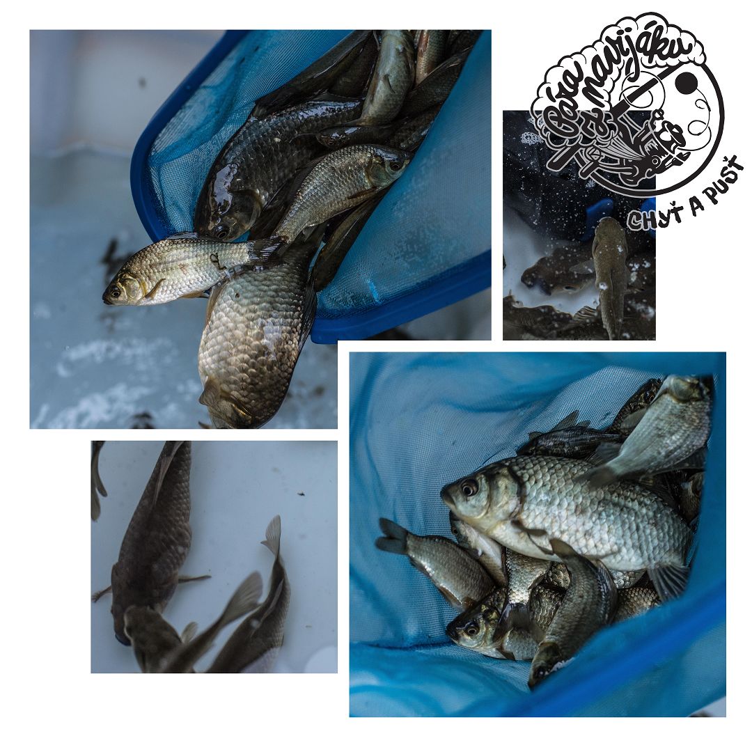 NÁSTRAŽNÍ RYBKY - KARAS