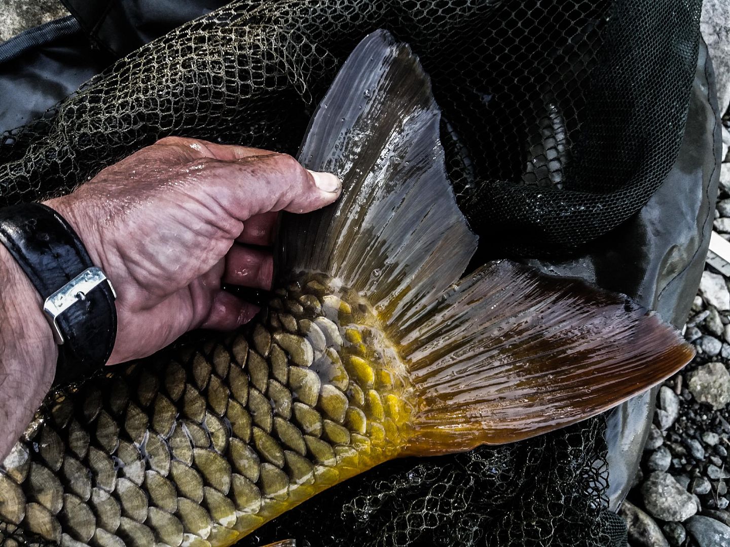ĎÁBELSKÁ JAHODA A LUHAČOVICE