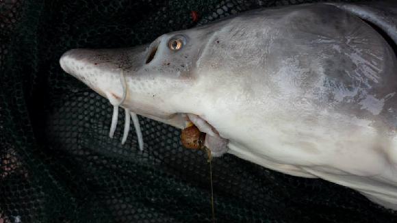 PÁRA Z NAVIJÁKU - KUBŠOVKA- 1.3.2014