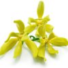 Yang-ylang