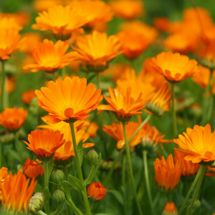 mesicek-lekarsky-orange-daisy-calendula-officinalis-semena-mesicku-60-ksmesss