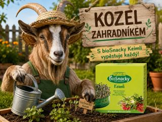 🐐🌱 Kozel zahradníkem? Tentokrát ano! 😂 S bioSnacky Keimli si můžete vypěstovat vlastní čerstvé klíčky přímo doma. 🌱🥗 Malá...