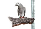 Sitzstangen aus Holz für Vögel und Papageien