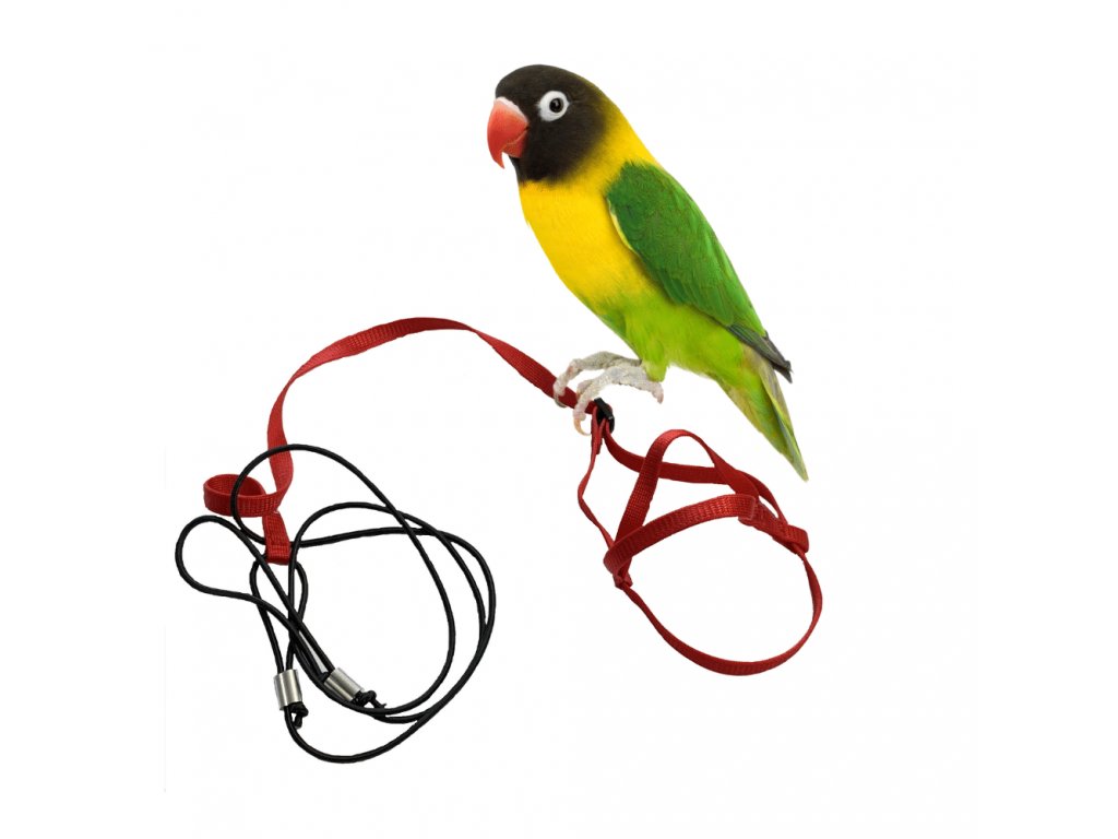 Fluggeschirr für Papageien und Vögel XXS (ohne Karabinerhaken) rot