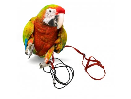 Hám és póráz papagájoknak és madaraknak XL (karabiner nélkül) piros