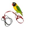 Hám és póráz papagájoknak és madaraknak XXS (karabiner nélkül) piros