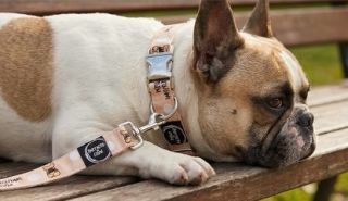 Pro všechny majitele buldoků, kteří vědí: život je krátký, tak si ho užijte pomalu – s klidem, s humorem a matchy outfit...