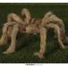 Velký chlupatý pavouk Tarantule