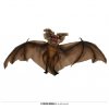 Netopýr velký - 30cm