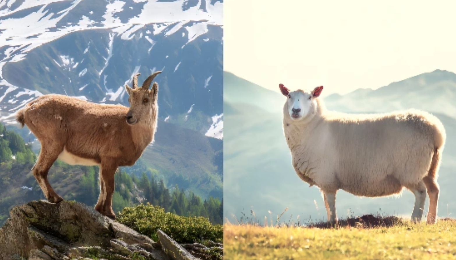 Kaschmir vs. Merinowolle
