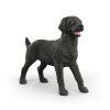 Zvieratko - čierna sučka labradorského retrievera