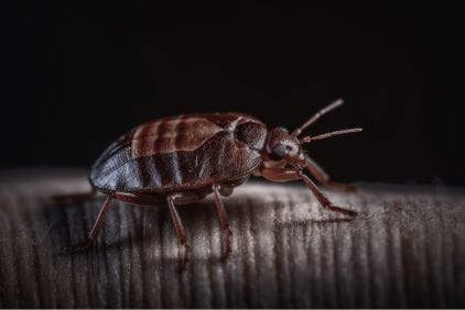 10 nejhorších škůdců doma a na zahradě
