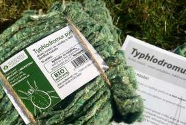 Dravý roztoč Typhlodromus pyri ochrání vaši zahradu bez chemie