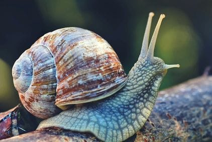 Hlemýžď zahradní jako škůdce: jak se ho zbavit