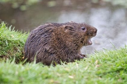 Hryzec vodní: jak ochránit zeleninu před okusem