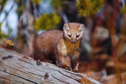 Jak fungují technologie ALB a ALC v plašičích Deramax?