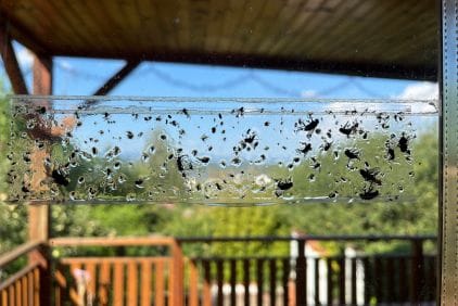 Jak se zbavit much v bytě: 5 nevšedních způsobů