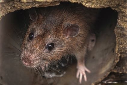Potkan: jak zlikvidovat nebezpečného škůdce
