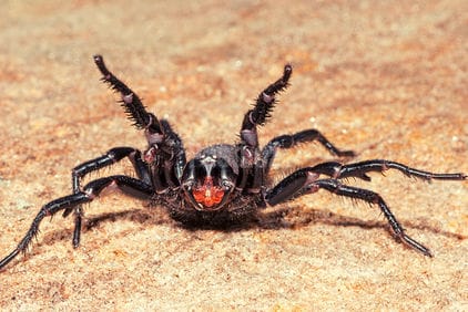 Kousnutí od pavouka: jak vypadá a jak moc bolí?