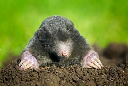 15 nejlepších způsobů, jak se zbavit krtka