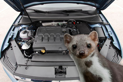 Pozor na kuny: jak před nimi ochránit automobil?