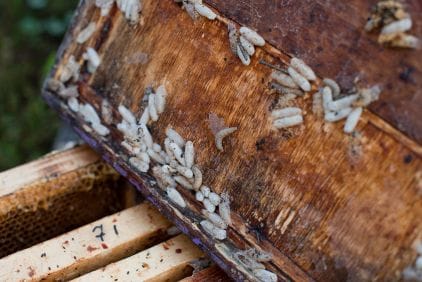 Zavíječ voskový: postrach včel a požírač plastů