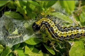 Housenky zavíječe zimostrázového na buxusech: buďte připraveni i letos