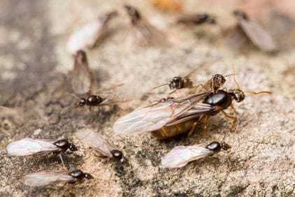 Létající mravenci: 4 nejlepší způsoby, jak se jich zbavit