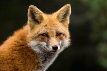 Liška obecná: jak na škůdce kurníků
