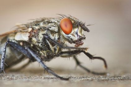 Masařka: 12 nechutných faktů o masařkách