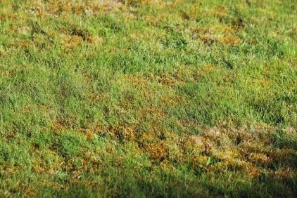 Jak se zbavit mechu v trávníku: 7 nejlepších metod