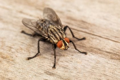 Moucha domácí: fakta, zajímavosti, způsoby hubení