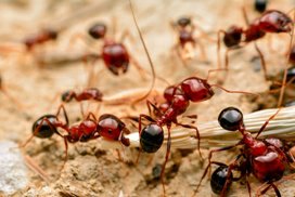 Jak na mravence: 7 jednoduchých způsobů, které fungují
