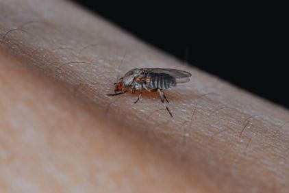 Muchničky: jak se chránit a jak ošetřit kousnutí