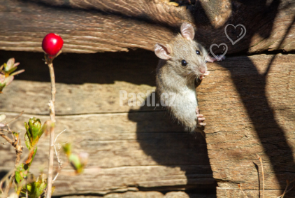 Představujeme živolovné pasti na myši