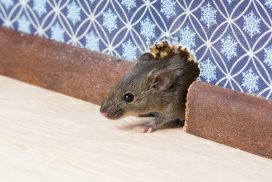 10 nejúčinnějších způsobů, jak efektivně chytit a zahubit myši v domě