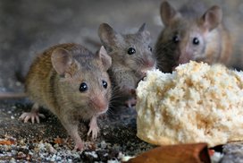 Jed na myši - jak vybrat ten nejlepší