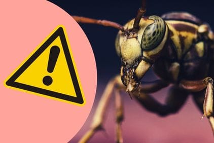 7 nejnebezpečnějších škůdců světa
