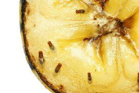 Jak se rychle zbavit octomilek: 5 nejlepších způsobů