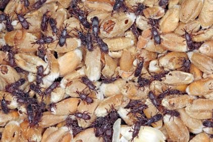 Pilous černý: škůdce obilnin ve skladech i spížích