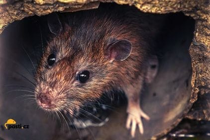 Neobyčejný potkan: 12 málo známých faktů o potkanech