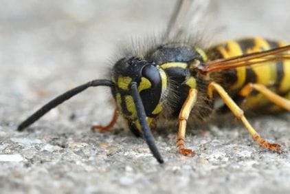 Vosa obecná: 21 nejzajímavějších faktů