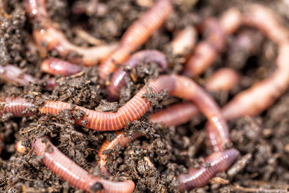 Vermikompost: založit doma nebo koupit hotový Biopon?