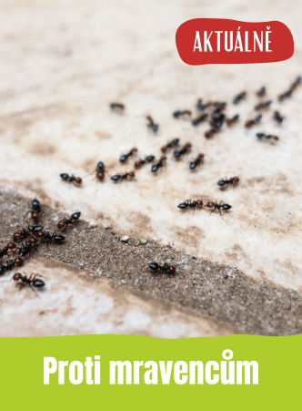 Přípravky proti mravencům