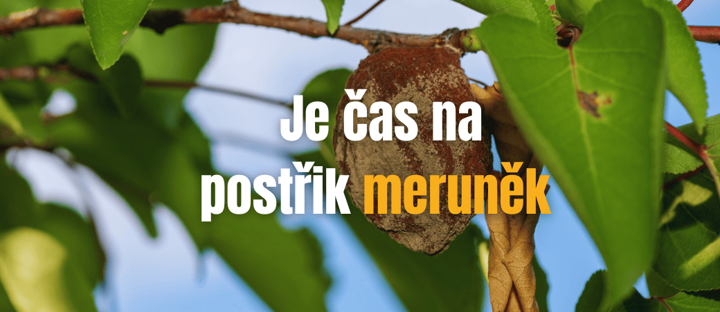 Postřik meruněk proti monilióze