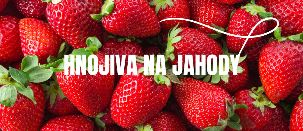 Hnojiva na jahody