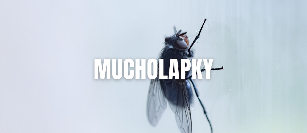 Mucholapky