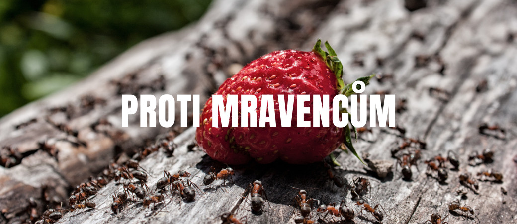 Vše proti mravencům